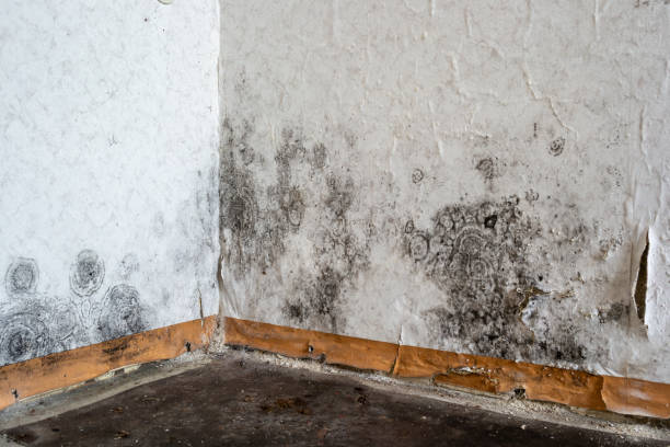 Best Ceiling water damage repair  in Carthage, IL